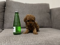 TEA CUP DİŞİ TOY POODLE YAVRUMUZ