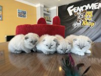 RENK RENK ORJİNAL SCOTTISH FOLD  YAVRULAR ANKARA