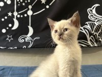 Birbirinden Güzel British Shorthair Bebeklerimiz