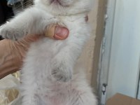British longhair yavru Antalya