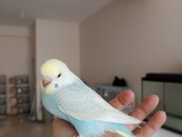 RAİNBOW YAVRU MUHABBET KUŞU