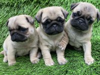 PUG MOPS MUHTEŞEM GÜZELLER