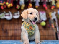 Burkem ailesi olarak ırk garantili golden retriever yavrular
