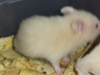 RENK GÜZELİ TEDDY BEAR HAMSTER