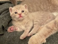 23Eylül doğumlu bebeklerimiz scottish fold