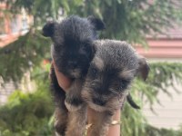 Schnauzer tatlışşş bebişleer