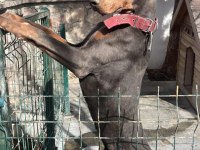 Blue erkek üst düzey anne baba doberman yavrusu