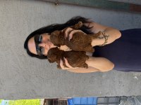 Toy poodle yavrularım ped eğitimlidir