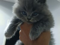 British shorthair yavrularımız