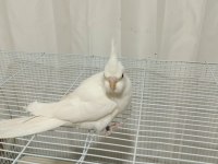 Yavru yetiştin damızlık altı sultan papağanı mevcuttur