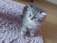 British longhair yavru kedimiz