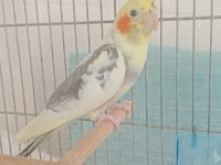 Damızlık sultan papağanları