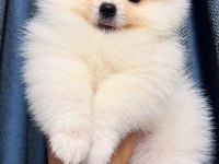 Biblo Pomeranian Boo Dişi