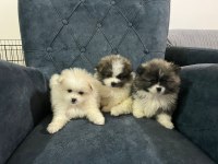 Oyuncak pomeranian bebek ayarında party colour ayı suratımız