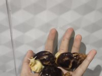 Dev Afrika Salyangozları