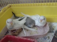 Yeni yem yemeye başladı muhabbet kuşumuz