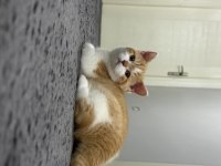 Safkan British Shorthair Red Bicolor 3 Aylık Erkek