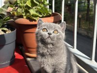 British Shorthair Gri Ayı Kafa Yavrular