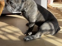 French bulldog gri blue eye