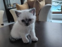 BRİTİSH SHORTHAİR YAVRU KEDİMİZ