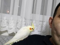 Lutino Kırmızı Göz Yavru Sultan Papağanı