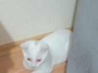 Kızımız yuvasını ariyor