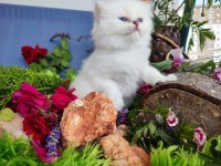 Full şecereli british longhair yavrular