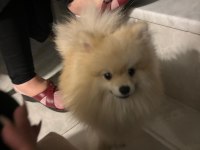 Leo pomeranian boo