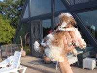 Sevimli Shih Tzu Yavrusu Sağlıklı, Erkek ve Dişi