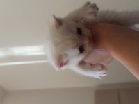 Dişi erkek british shorthair yavrular rezerveye açıktır