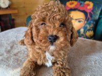 2 aylık safkan toy poodle bebeğimiz