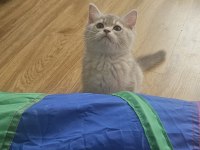 Dünya güzeli golden ay11 erkek british shorthair
