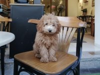 4 Aylık Poodle Yavrum