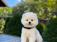 Pomeranian Erkek Bebek Kys