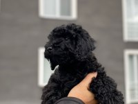 Safkan siyah poodle dişi bebek