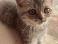 British Shorthair yavrularımız