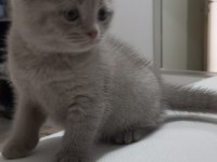 Oyuncu scottish fold yumurcak