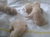 Yavru Golden Retriever