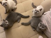 1 Mayıs doğumlu Scottish Fold ve British Blue Point