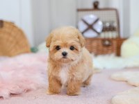 EN ÖZEL KORE GEN MALTİPOO BEBEKLERİMİZ