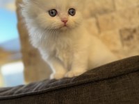 British Longhair Point