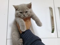 BRİSİTH SHORTHAİR YAVRULAR
