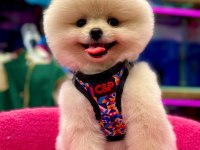 Show Kalite Pomeranian Boo Bebekler