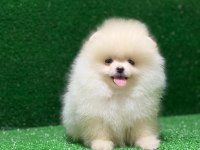 Ayı surat pomeranian yavrular