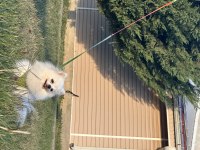 Kusursuz Güzellikte Yetişkin Dişi Pomeranian Boo