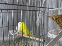 Muhabbet Kuşu Takım