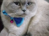Safkan scottish fold son yavrumuz