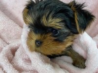 Teacup safkan yorkshire terrier yavruları