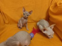 Sphynx Home Kampanya