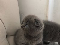 Black cat scottish fold
